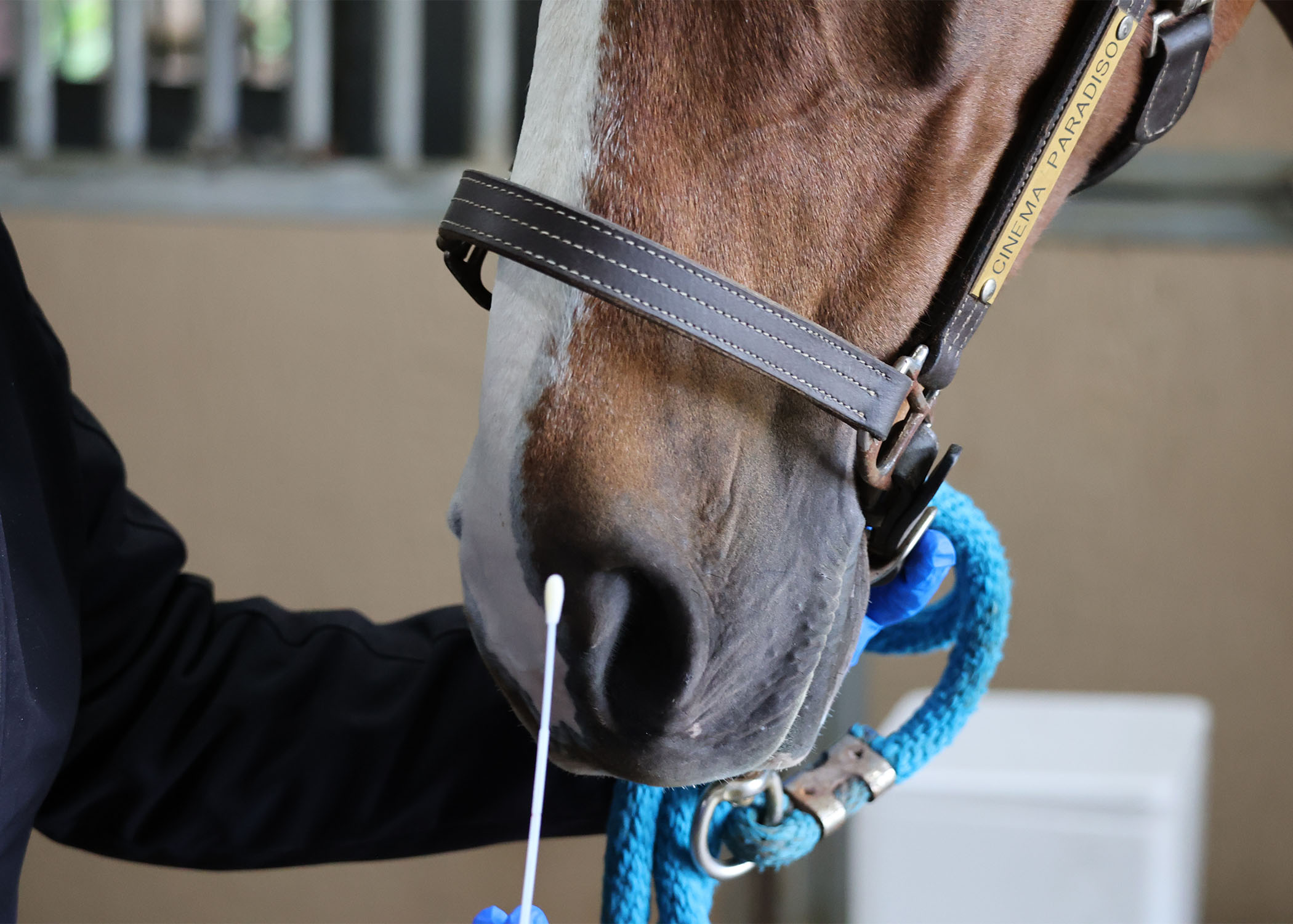 Fluxergy Launches New InHouse Streptococcus equi ss equi Rapid PCR Assay